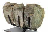 Three Articulated Hadrosaur (Brachylophosaur) Vertebrae - Montana #135464-3
